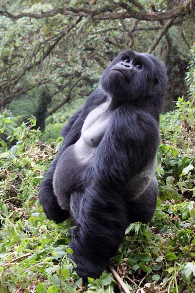 Big Hairy Model